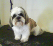 gizmo.JPG